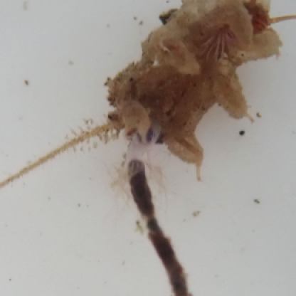 フサオナシカワゲラ属の一種の幼虫　左と同じ個体
